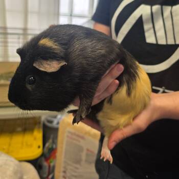 Rescue Guinea Pig Guinea Pigs for Adoption in Huntsville, Alabama - Comet | PetCurious